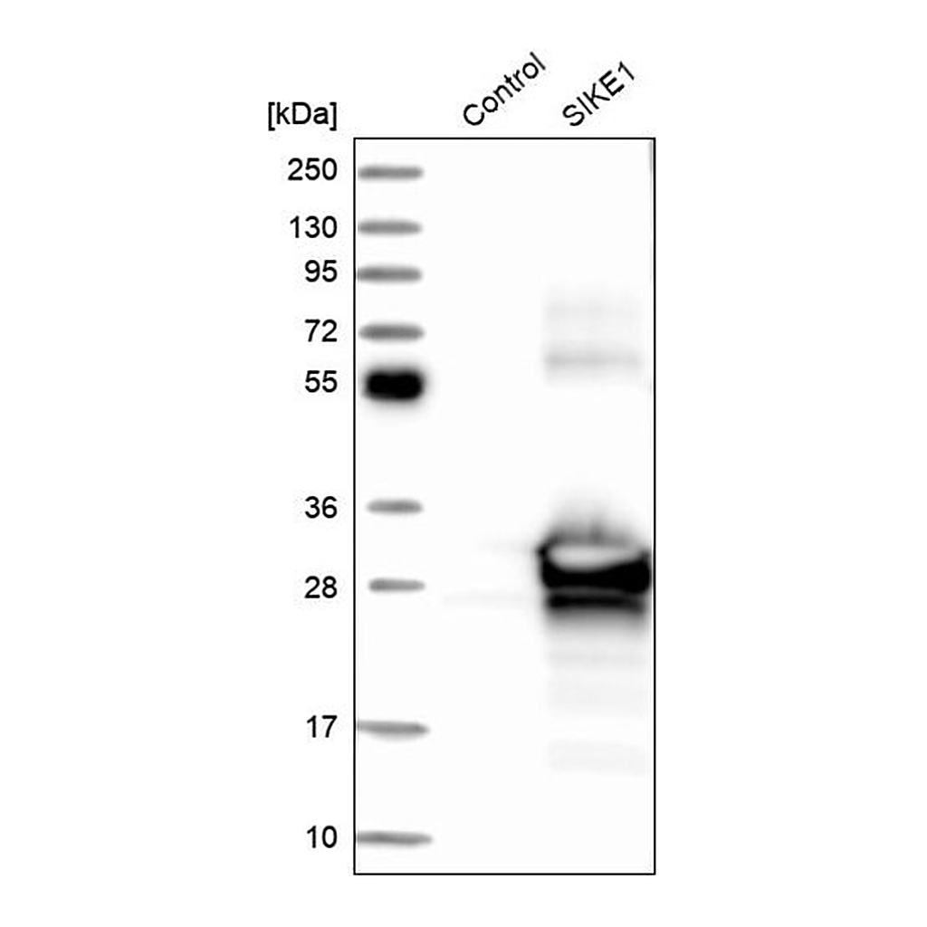 Merck Anti-SIKE1 antibody produced in rabbit