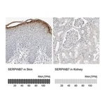 Merck Anti-SERPINB7 antibody produced in rabbit
