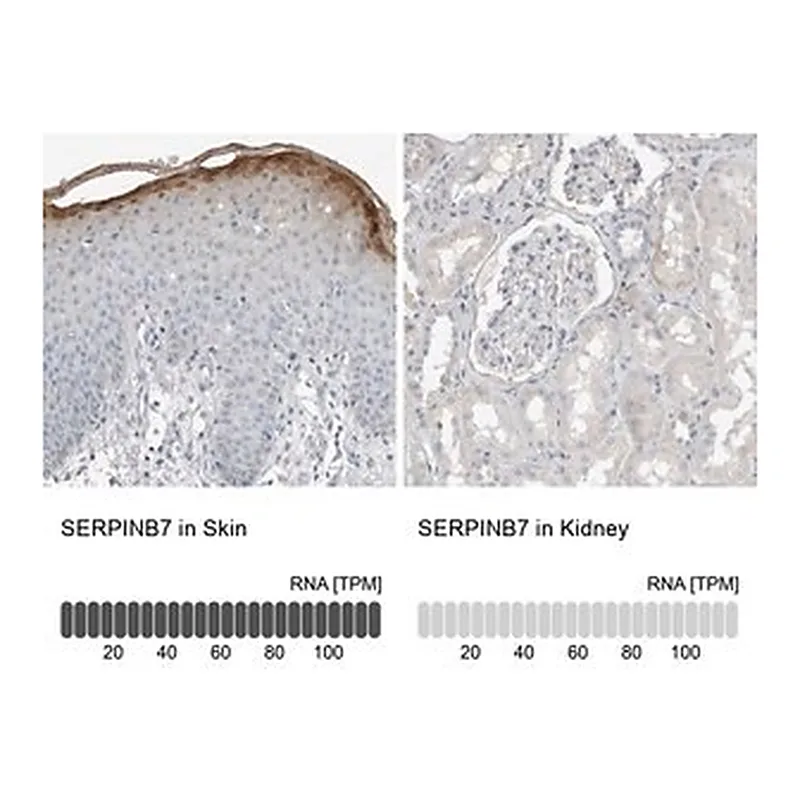 Merck Anti-SERPINB7 antibody produced in rabbit