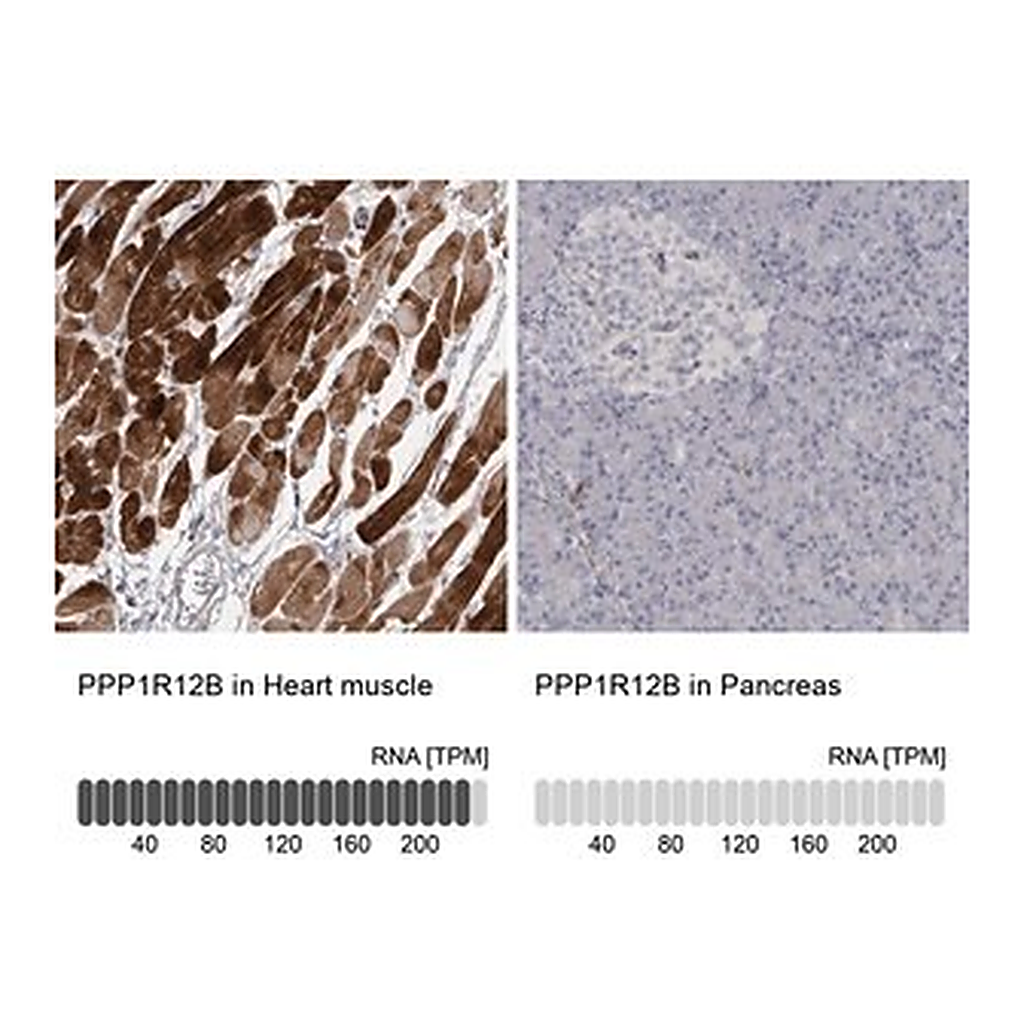 Merck Anti-PPP1R12B antibody produced in rabbit