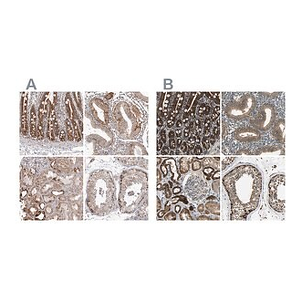 Merck Anti-TUFM antibody produced in rabbit
