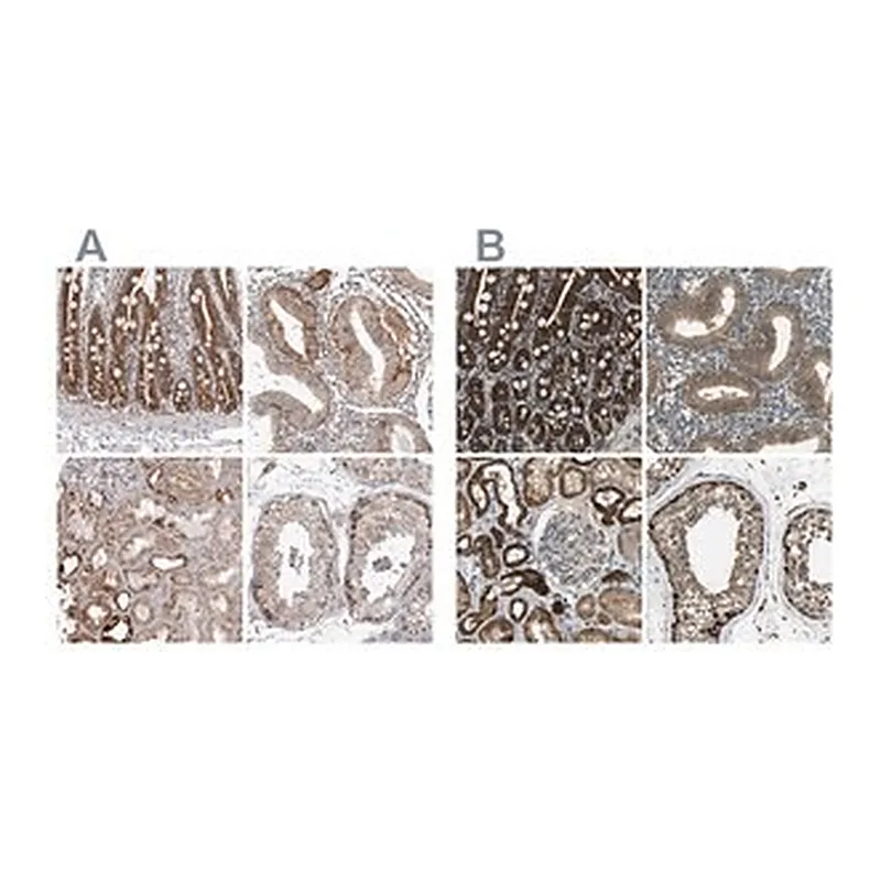 Merck Anti-TUFM antibody produced in rabbit