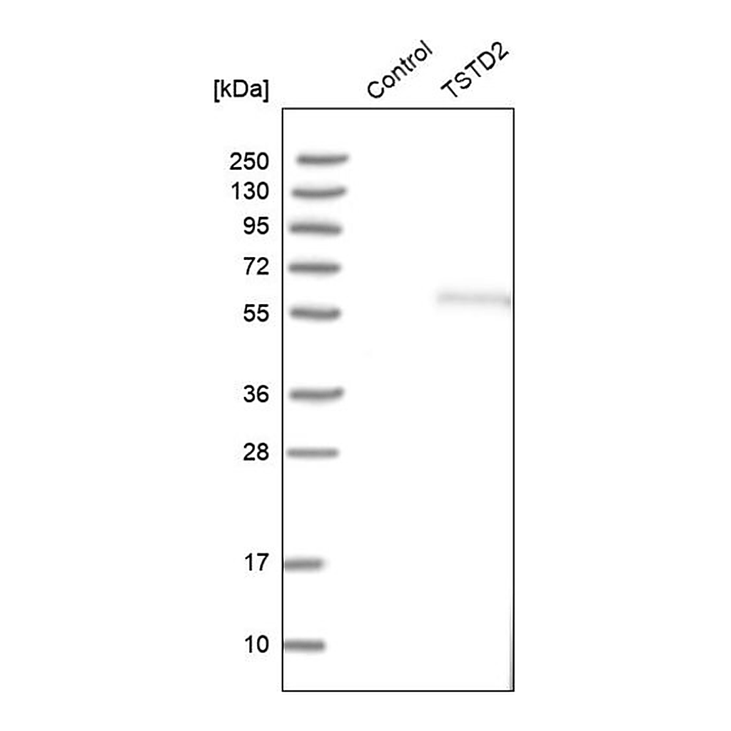 Merck Anti-TSTD2 antibody produced in rabbit