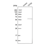 Merck Anti-TSTD2 antibody produced in rabbit