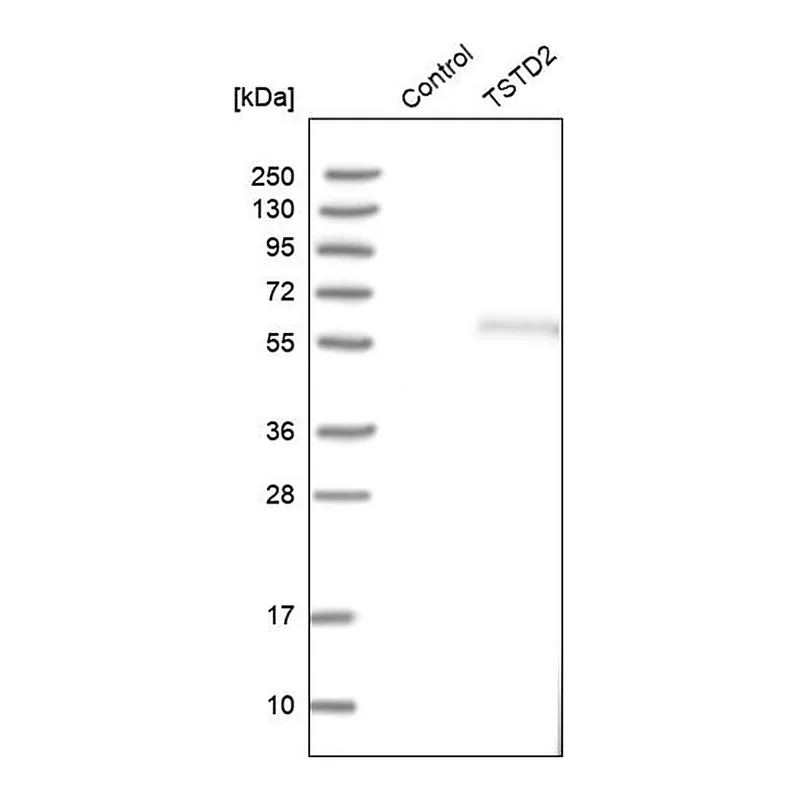 Merck Anti-TSTD2 antibody produced in rabbit