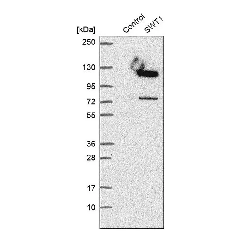 Merck Anti-SWT1 antibody produced in rabbit