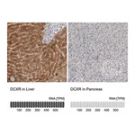 Merck Anti-DCXR antibody produced in rabbit