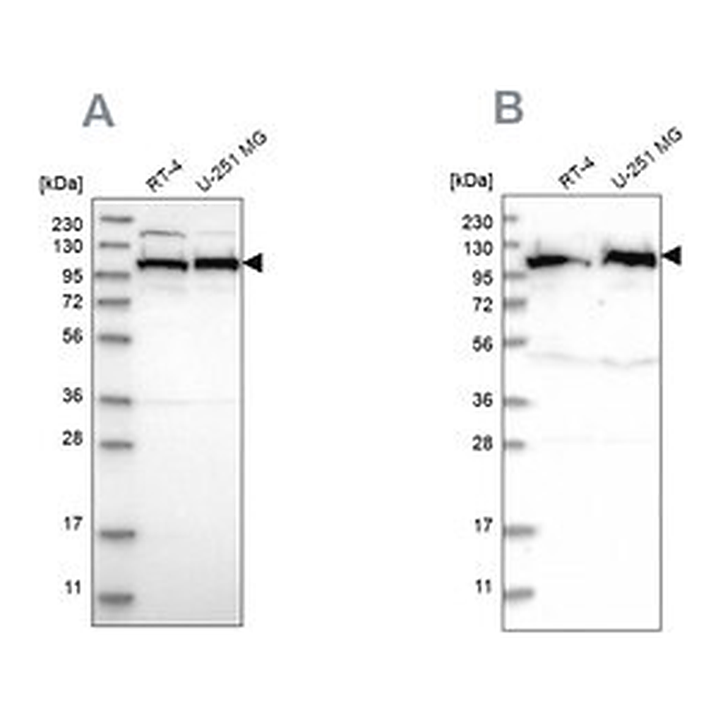 Merck Anti-IARS2 antibody produced in rabbit