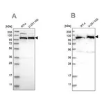 Merck Anti-IARS2 antibody produced in rabbit