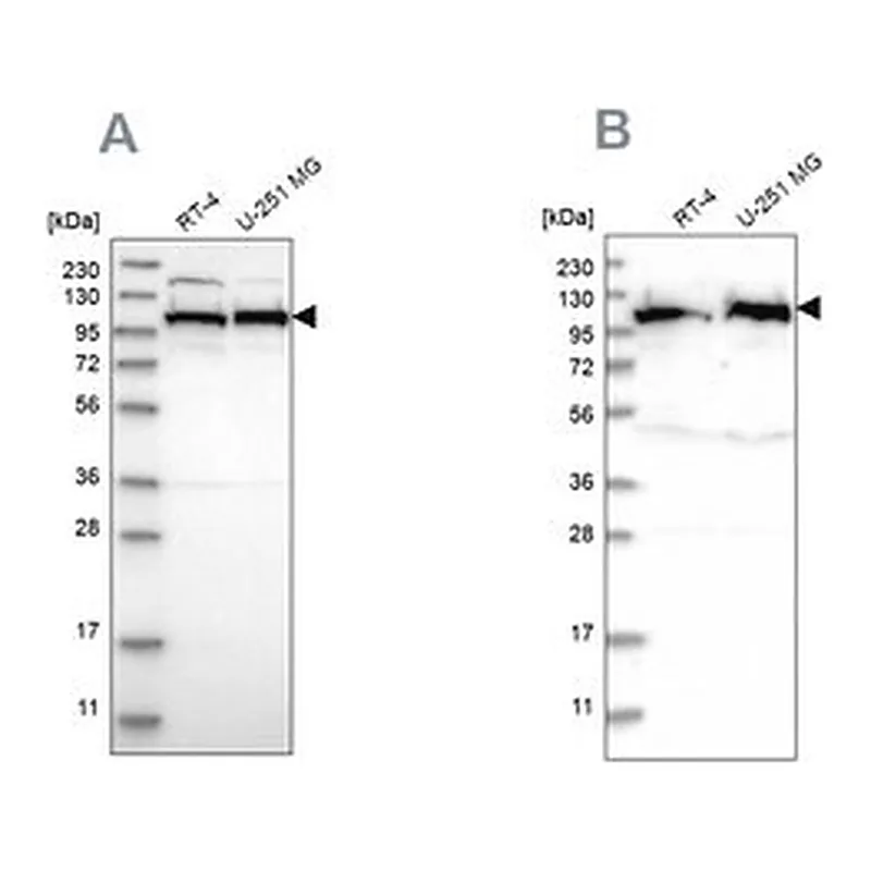 Merck Anti-IARS2 antibody produced in rabbit
