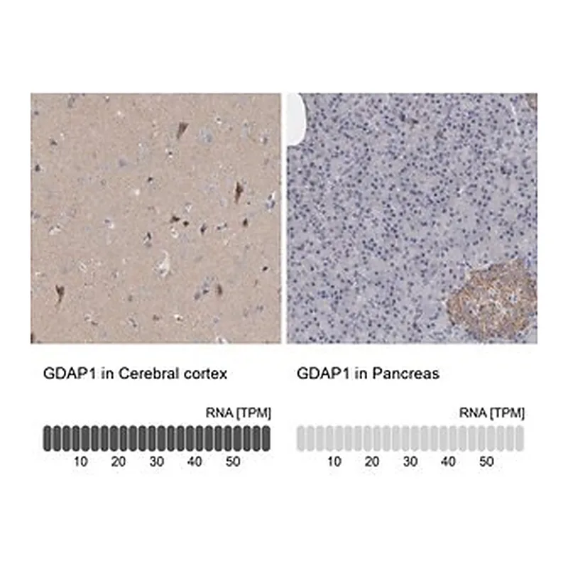 Merck Anti-GDAP1 antibody produced in rabbit