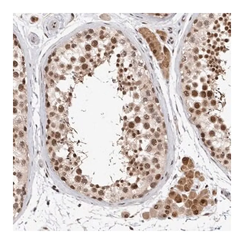 Merck Anti-HESX1 antibody produced in rabbit