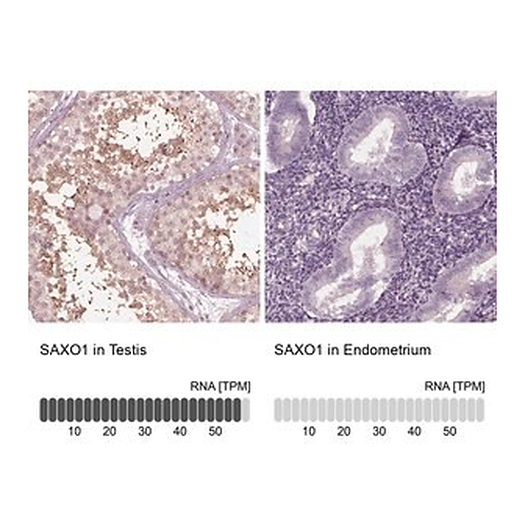Merck Anti-SAXO1 antibody produced in rabbit