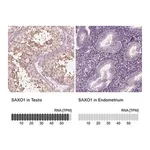Merck Anti-SAXO1 antibody produced in rabbit