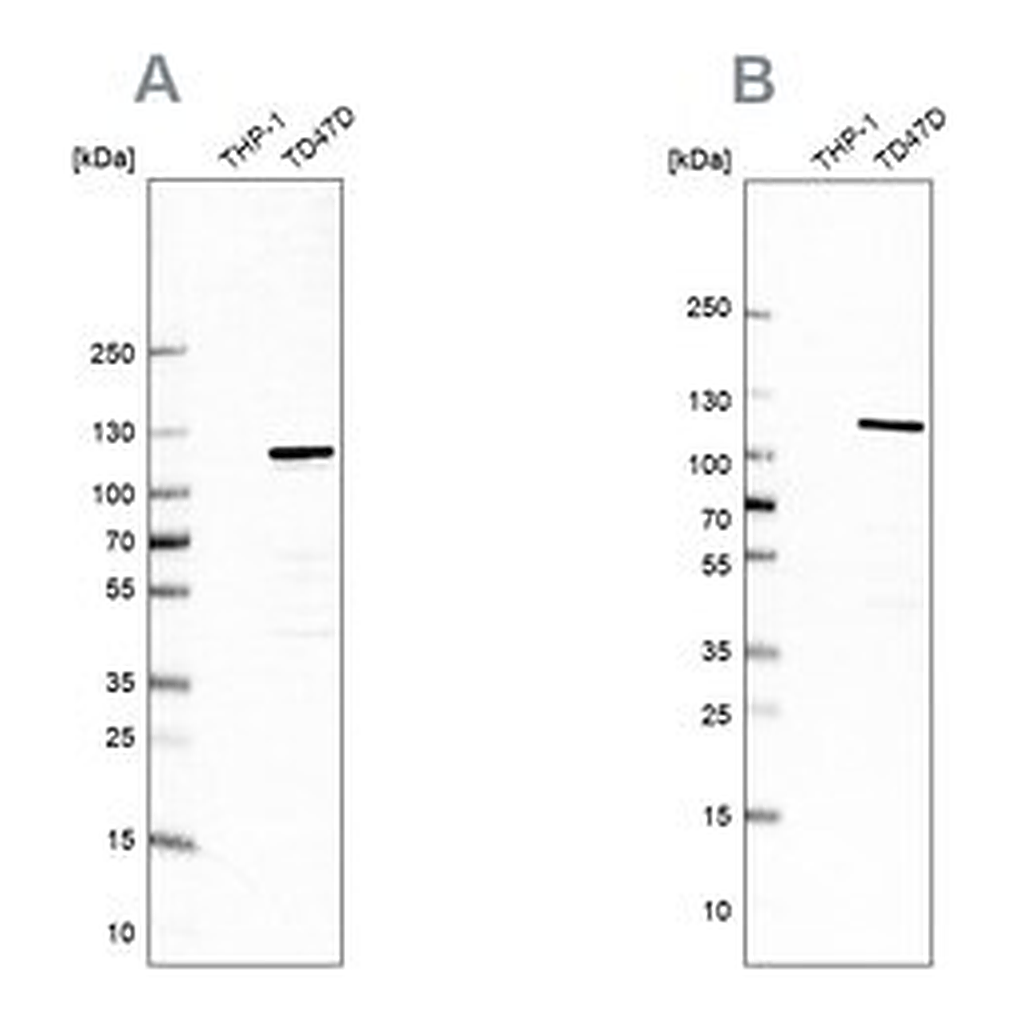 Merck Anti-RABEP1 antibody produced in rabbit