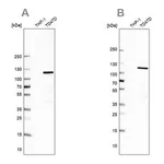 Merck Anti-RABEP1 antibody produced in rabbit