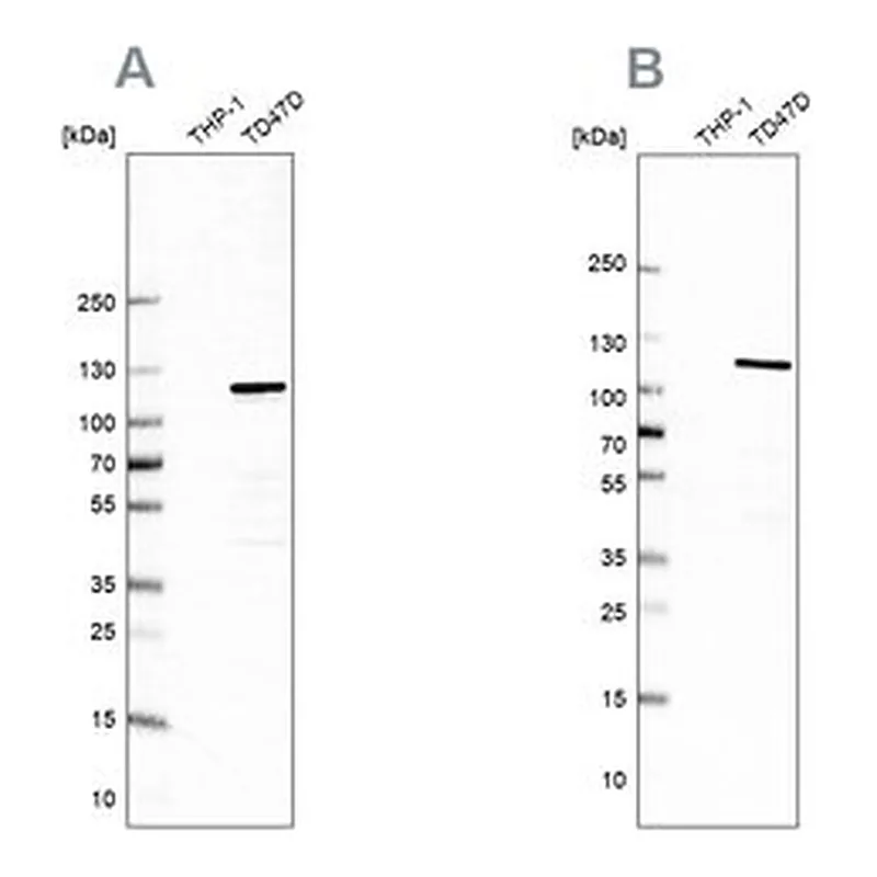 Merck Anti-RABEP1 antibody produced in rabbit