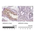 Merck Anti-SPATA31E1 antibody produced in rabbit