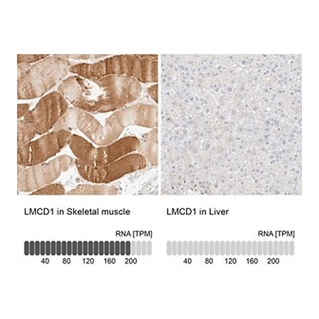 Merck Anti-LMCD1 antibody produced in rabbit