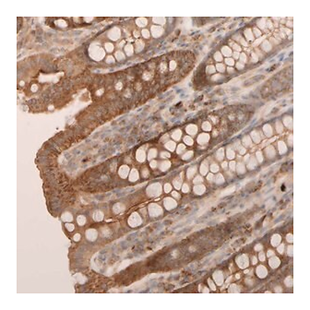 Merck Anti-VSTM2A antibody produced in rabbit