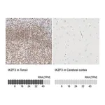 Merck Anti-IKZF3 antibody produced in rabbit