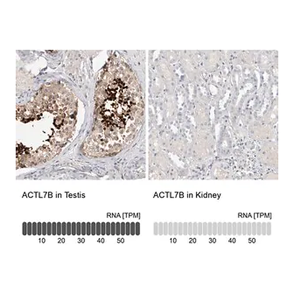 Merck Anti-ACTL7B antibody produced in rabbit