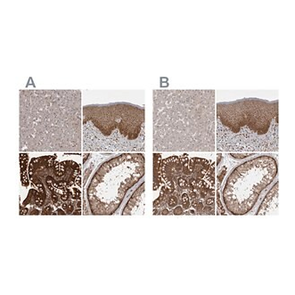 Merck Anti-STK24 antibody produced in rabbit