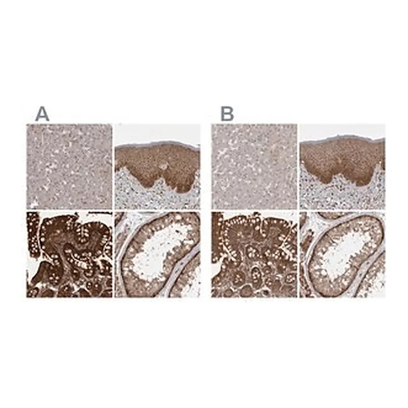 Merck Anti-STK24 antibody produced in rabbit