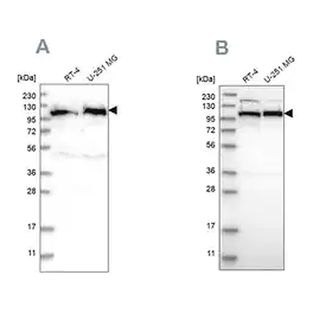 Merck Anti-IARS2 antibody produced in rabbit