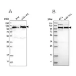Merck Anti-IARS2 antibody produced in rabbit