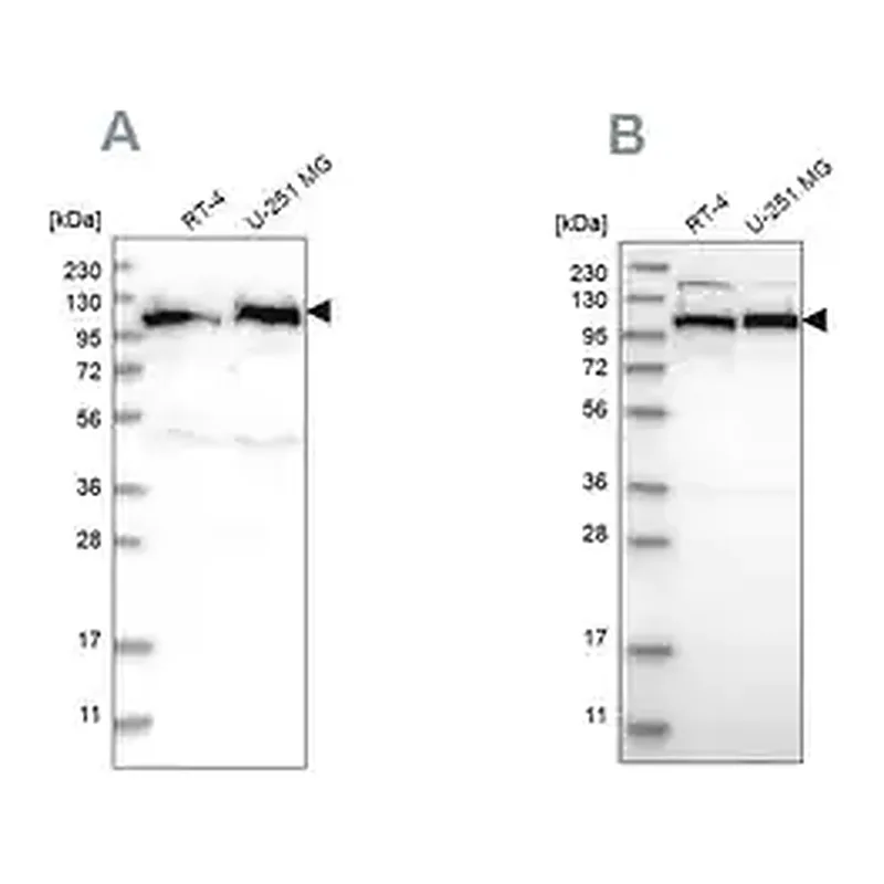 Merck Anti-IARS2 antibody produced in rabbit