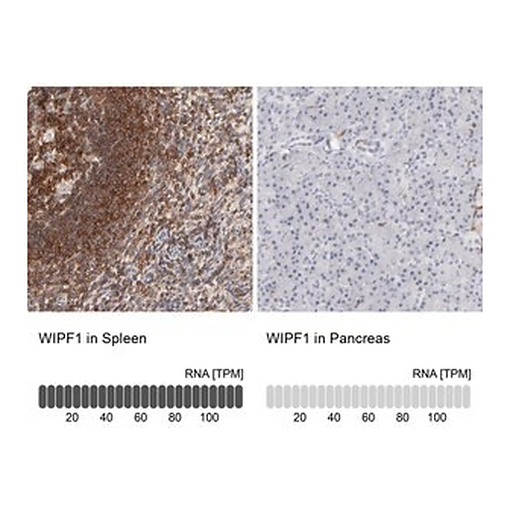 Merck Anti-WIPF1 antibody produced in rabbit