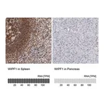 Merck Anti-WIPF1 antibody produced in rabbit