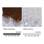 Merck Anti-CRNN antibody produced in rabbit