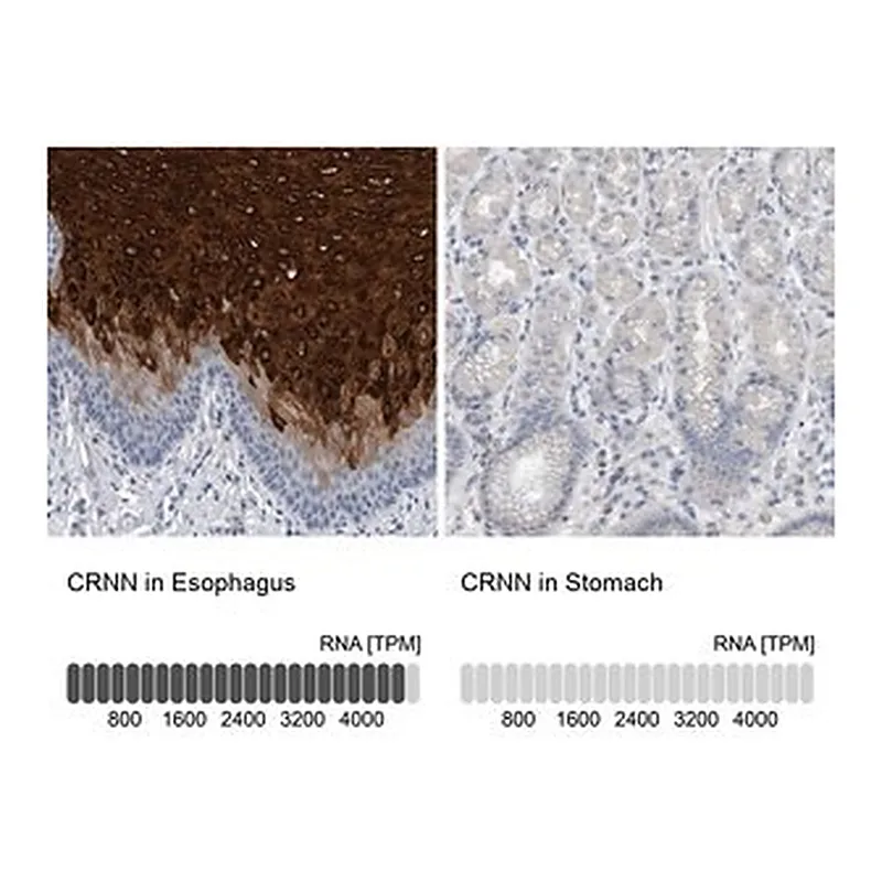 Merck Anti-CRNN antibody produced in rabbit