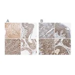 Merck Anti-GCN1 antibody produced in rabbit