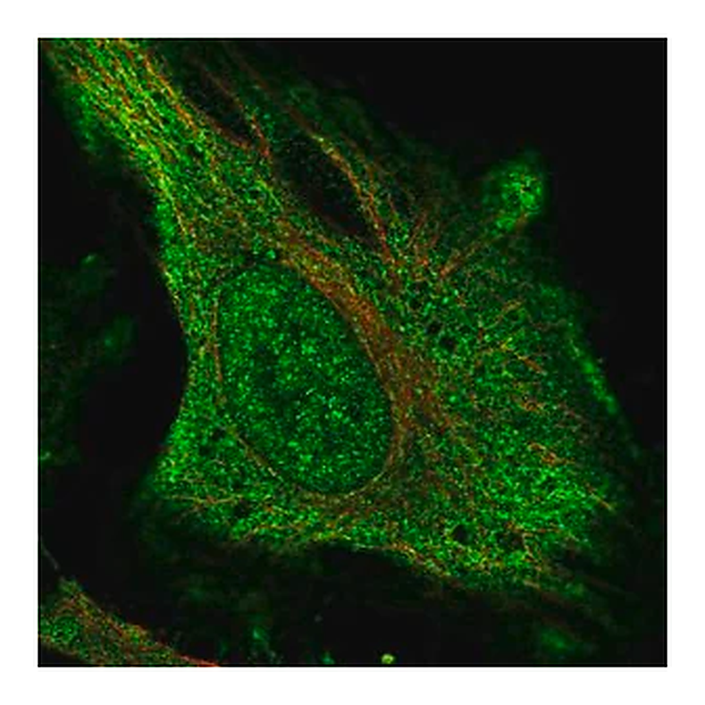 Merck Anti-DNAH17 antibody produced in rabbit
