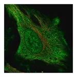 Merck Anti-DNAH17 antibody produced in rabbit