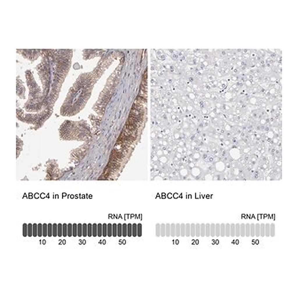 Merck Anti-ABCC4 antibody produced in rabbit