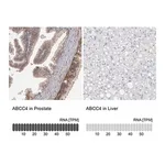 Merck Anti-ABCC4 antibody produced in rabbit