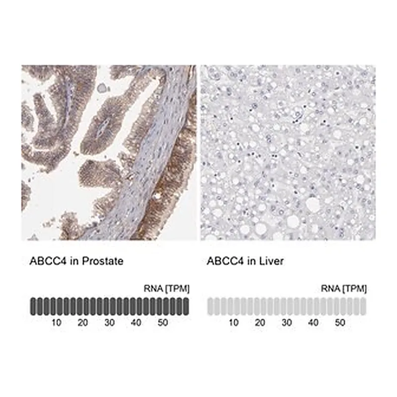 Merck Anti-ABCC4 antibody produced in rabbit