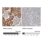 Merck Anti-SHPK antibody produced in rabbit