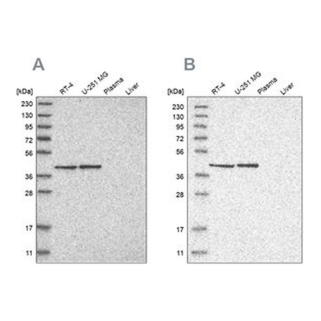 Merck Anti-ERAL1 antibody produced in rabbit