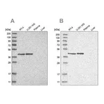 Merck Anti-ERAL1 antibody produced in rabbit