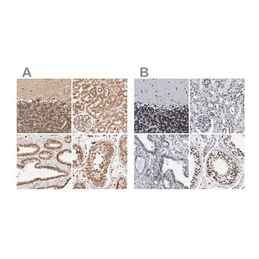 Merck Anti-TPR antibody produced in rabbit