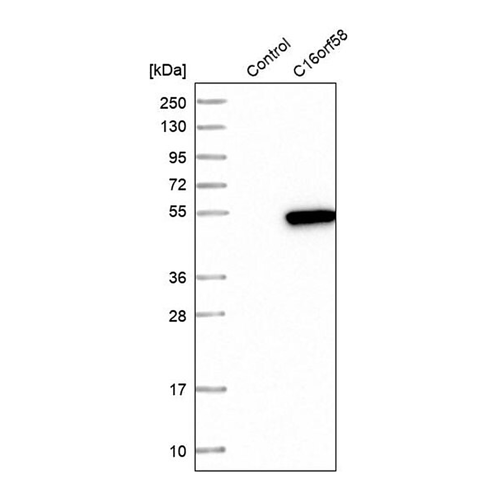 Merck Anti-C16orf58 antibody produced in rabbit
