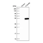 Merck Anti-C16orf58 antibody produced in rabbit