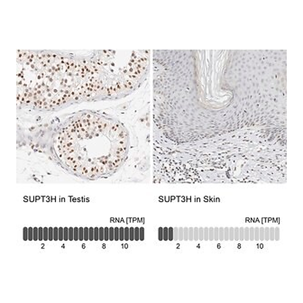 Merck Anti-SUPT3H antibody produced in rabbit