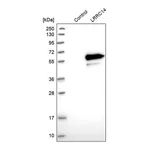 Merck Anti-LRRC14 antibody produced in rabbit