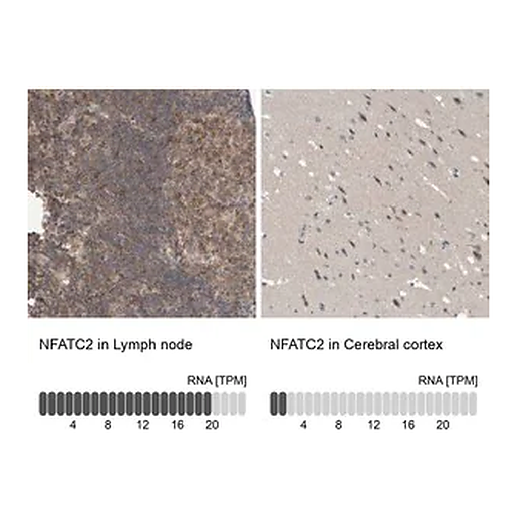 Merck Anti-NFATC2 antibody produced in rabbit